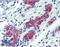 BCL2 Antagonist/Killer 1 antibody, LS-B4072, Lifespan Biosciences, Immunohistochemistry frozen image 