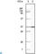 BLK Proto-Oncogene, Src Family Tyrosine Kinase antibody, LS-C812405, Lifespan Biosciences, Western Blot image 