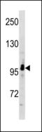 Sorting Nexin 29 antibody, LS-C203827, Lifespan Biosciences, Western Blot image 