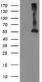Makorin Ring Finger Protein 1 antibody, CF503489, Origene, Western Blot image 