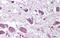 Hypocretin antibody, GTX85868, GeneTex, Immunohistochemistry paraffin image 