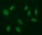 Early Growth Response 2 antibody, NBP2-45696, Novus Biologicals, Immunofluorescence image 