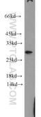 Claudin 22 antibody, 20724-1-AP, Proteintech Group, Western Blot image 