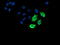 Lipoprotein Lipase antibody, TA503789, Origene, Immunofluorescence image 