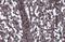 Dystroglycan 1 antibody, NBP2-14868, Novus Biologicals, Immunohistochemistry paraffin image 