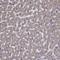 Microtubule Associated Protein 4 antibody, HPA038150, Atlas Antibodies, Immunohistochemistry paraffin image 