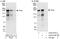 alpha-Tubulin antibody, A303-074A, Bethyl Labs, Immunoprecipitation image 