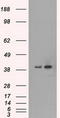 Mitogen-Activated Protein Kinase 1 antibody, TA500475, Origene, Western Blot image 