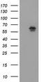 Exonuclease 3'-5' Domain Containing 1 antibody, TA502102S, Origene, Western Blot image 