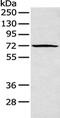 Polo Like Kinase 3 antibody, CSB-PA275027, Cusabio, Western Blot image 