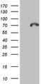 Calpain 5 antibody, TA804908S, Origene, Western Blot image 