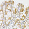 Myosin VA antibody, 23-929, ProSci, Immunohistochemistry paraffin image 