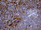 Ubiquitin Protein Ligase E3B antibody, LS-C793961, Lifespan Biosciences, Immunohistochemistry paraffin image 