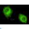 Ubiquitin Specific Peptidase 7 antibody, LS-C812982, Lifespan Biosciences, Immunofluorescence image 