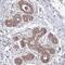 Mitochondrial Ribosomal Protein L17 antibody, PA5-62213, Invitrogen Antibodies, Immunohistochemistry paraffin image 