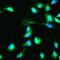 Heat shock-related 70 kDa protein 2 antibody, PB9639, Boster Biological Technology, Immunofluorescence image 