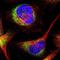 Zinc Finger Protein 37A antibody, NBP1-81345, Novus Biologicals, Immunofluorescence image 