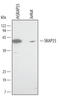 Src Kinase Associated Phosphoprotein 1 antibody, AF4264, R&D Systems, Western Blot image 