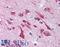 HERG antibody, LS-A9561, Lifespan Biosciences, Immunohistochemistry frozen image 