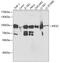 Kinesin Family Member 2C antibody, 19-670, ProSci, Western Blot image 