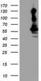Potassium Voltage-Gated Channel Subfamily J Member 3 antibody, TA504138, Origene, Western Blot image 