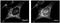 Fission, Mitochondrial 1 antibody, NBP2-80111, Novus Biologicals, Immunofluorescence image 