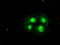 Hematopoietically-expressed homeobox protein HHEX antibody, TA500099S, Origene, Immunofluorescence image 