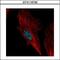 Nucleolar Protein 6 antibody, GTX116786, GeneTex, Immunofluorescence image 