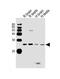 RAB11B, Member RAS Oncogene Family antibody, 56-750, ProSci, Western Blot image 