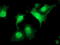 Cyclin Dependent Kinase 2 antibody, TA503104, Origene, Immunofluorescence image 