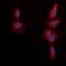Mechanistic Target Of Rapamycin Kinase antibody, orb315804, Biorbyt, Immunofluorescence image 