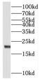 Mitochondrial Ribosomal Protein L48 antibody, FNab05336, FineTest, Western Blot image 