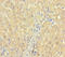 Clarin 2 antibody, A62298-100, Epigentek, Immunohistochemistry paraffin image 