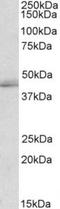 TIA1 Cytotoxic Granule Associated RNA Binding Protein Like 1 antibody, TA311261, Origene, Western Blot image 