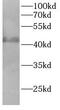 Aurora Kinase A antibody, FNab10043, FineTest, Western Blot image 