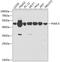 26S protease regulatory subunit 8 antibody, 16-022, ProSci, Western Blot image 