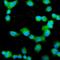 Profilin 2 antibody, PA2162, Boster Biological Technology, Immunofluorescence image 