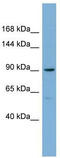 E2F Transcription Factor 8 antibody, TA342480, Origene, Western Blot image 