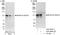 BCAR1 Scaffold Protein, Cas Family Member antibody, A301-667A, Bethyl Labs, Immunoprecipitation image 