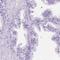 Chromosome 7 Open Reading Frame 57 antibody, HPA021286, Atlas Antibodies, Immunohistochemistry frozen image 