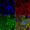 Folliculin Interacting Protein 1 antibody, LS-C773239, Lifespan Biosciences, Immunocytochemistry image 