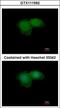 ATK antibody, GTX111592, GeneTex, Immunocytochemistry image 