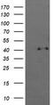 p38 MAPK antibody, TA505781S, Origene, Western Blot image 