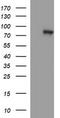 Dynamin-1-like protein antibody, CF506198, Origene, Western Blot image 