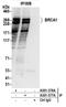 BRCA1 DNA Repair Associated antibody, A301-378A, Bethyl Labs, Immunoprecipitation image 