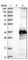 Inositol Monophosphatase 2 antibody, HPA029561, Atlas Antibodies, Western Blot image 