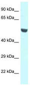 Connector enhancer of kinase suppressor of ras 1 antibody, TA343202, Origene, Western Blot image 