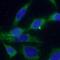 YTH Domain Containing 2 antibody, FNab10487, FineTest, Immunofluorescence image 