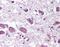 Hypocretin Neuropeptide Precursor antibody, NBP1-02594, Novus Biologicals, Immunohistochemistry frozen image 