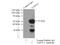 Nucleosome Assembly Protein 1 Like 1 antibody, 14898-1-AP, Proteintech Group, Immunoprecipitation image 